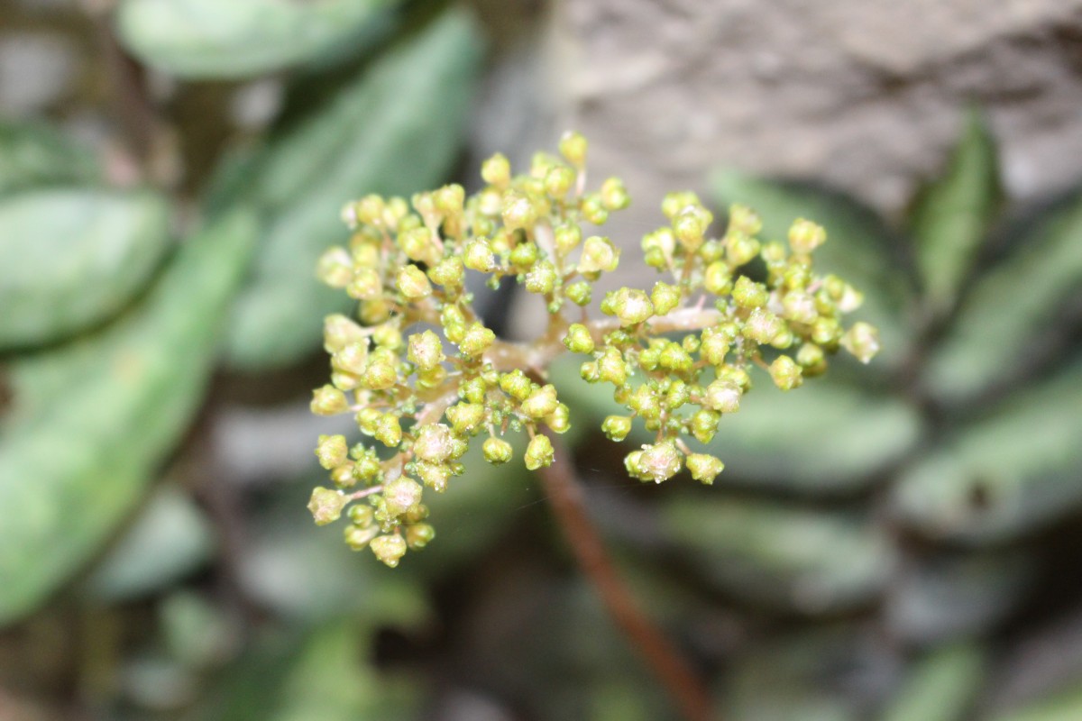 Procris repens (Lour.) B.J.Conn & Hadiah